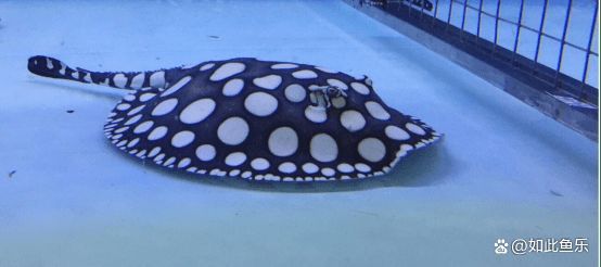 龍魚的伴魚有哪些：適合與龍魚混養的伴魚種類