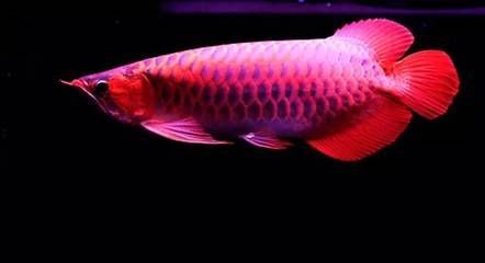 龍魚的飼養(yǎng)方法（飼養(yǎng)龍魚的注意事項）