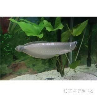 剛剛入缸的龍魚需要注意什么（剛剛入缸的龍魚需要注意什么？）