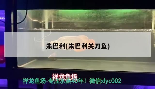 朱巴利魚最佳光照強度：朱巴利魚最佳光照強度需在60至100勒克斯之間