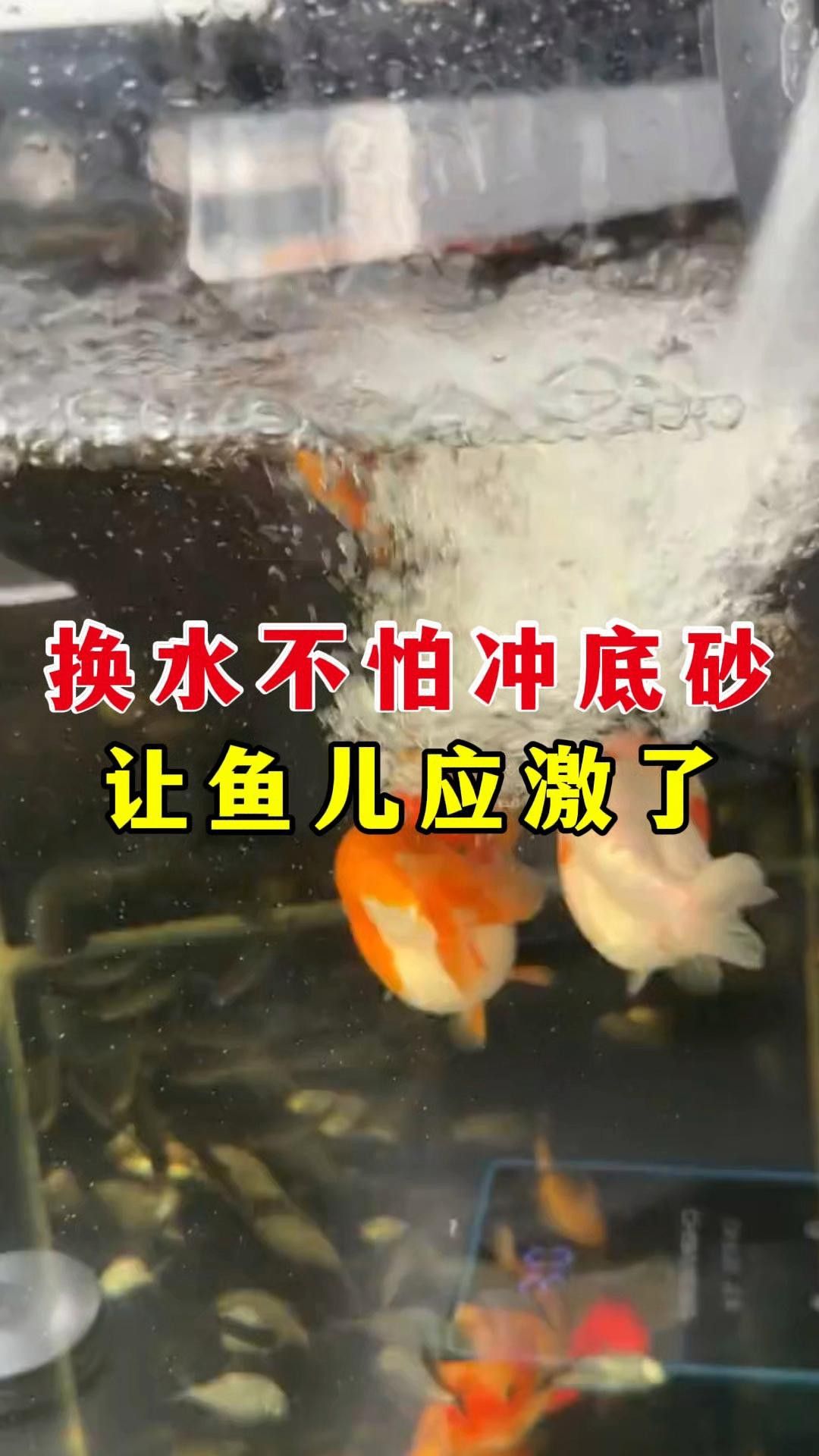 換水時如何避免對金龍魚造成應激？