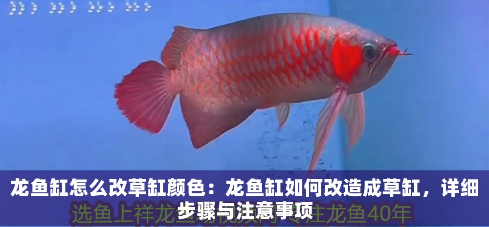 龍魚缸怎么改草缸顏色：龍魚缸如何改造成草缸，詳細步驟與注意事項