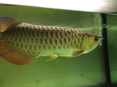 虎皮魚和龍魚的區別：虎皮魚與龍魚的關系