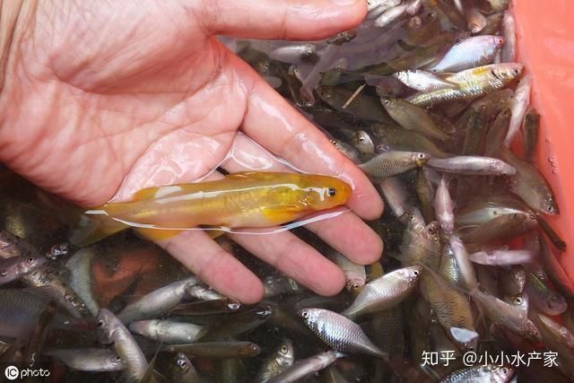 魚腹水自愈后還會復發嗎？