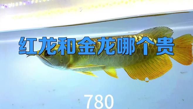 紅龍魚跟金龍魚誰貴一些