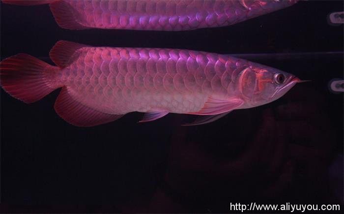 紅龍魚跟金龍魚誰貴一些