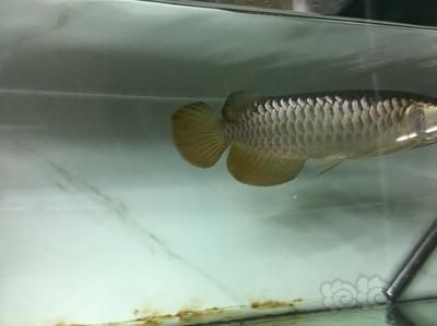 金龍魚25厘米是幾歲（金龍魚生長速度和年齡之間的關(guān)系并不是直接對應(yīng)的）