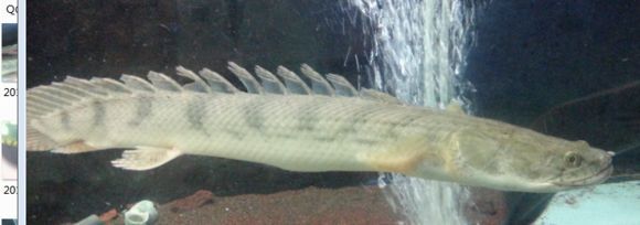 虎斑恐龍魚和虎紋的區別：虎斑恐龍魚與虎紋恐龍魚的價格對比虎紋恐龍魚的區別