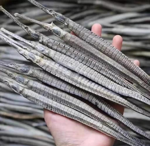 海龍魚的照片圖片