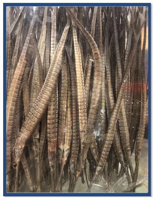 海龍魚的照片圖片