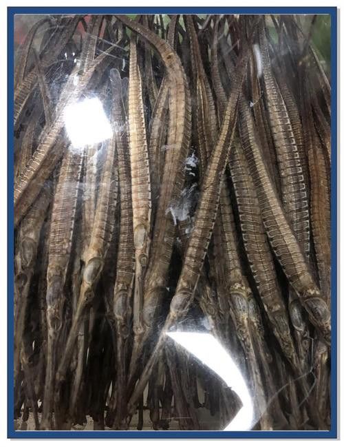 海龍魚的照片圖片