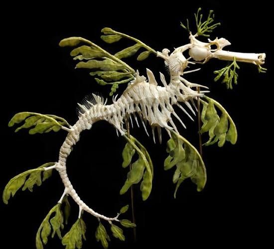 海龍魚的照片圖片