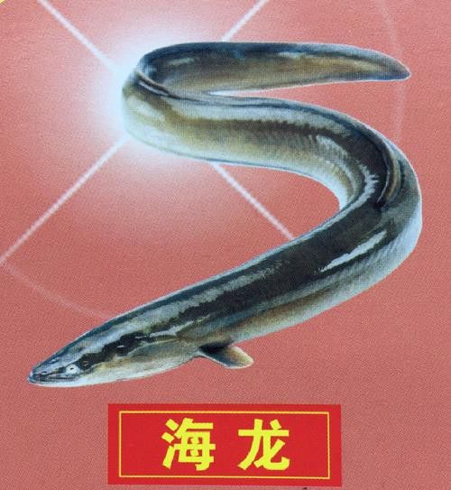 海龍魚的照片圖片
