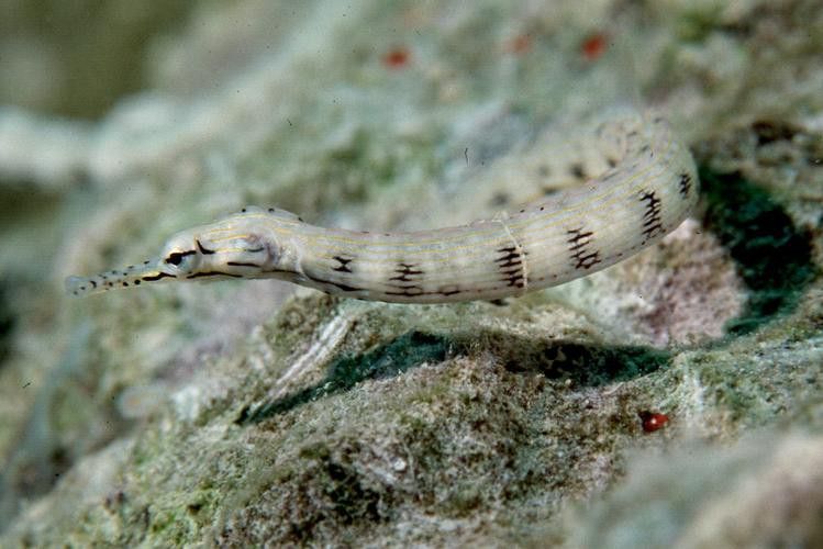 海龍魚的照片圖片