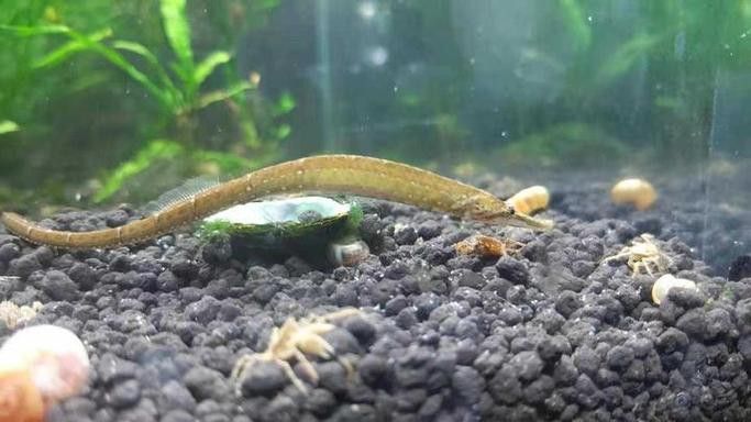 海龍魚的照片圖片