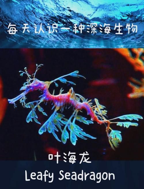 海龍魚的照片圖片
