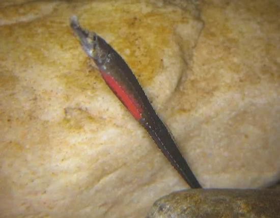 海龍魚的照片圖片