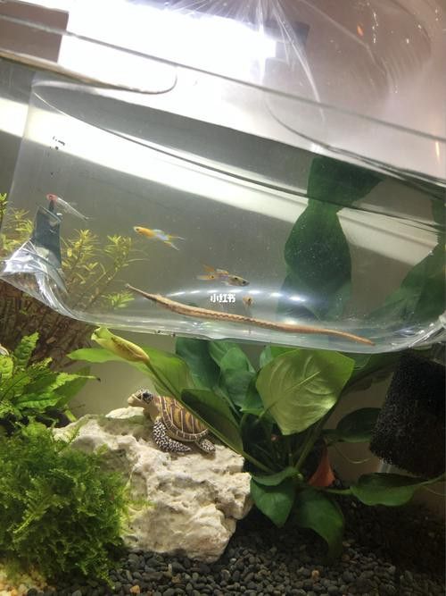 海龍魚的照片圖片