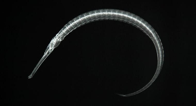 海龍魚的照片圖片