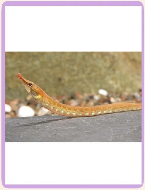 海龍魚的照片圖片