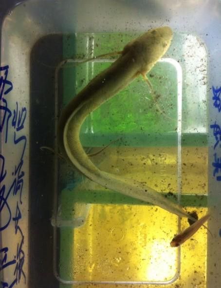 海龍魚的照片圖片