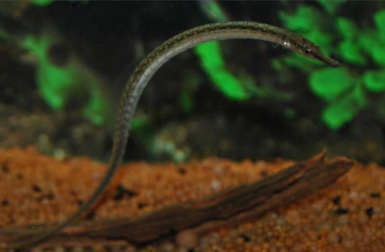 海龍魚的照片圖片