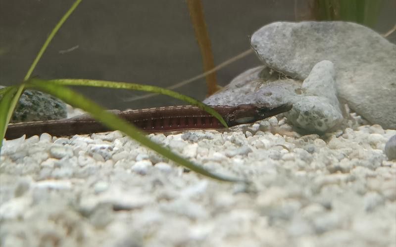 海龍魚的照片圖片