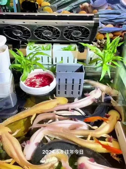 六角龍魚飼料推薦