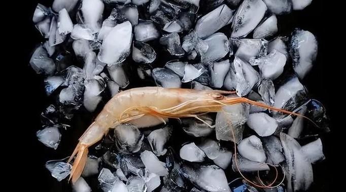 六角龍魚飼料推薦