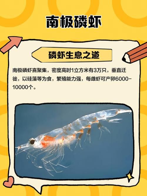 六角龍魚飼料推薦