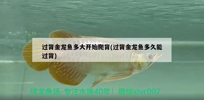 金龍魚停止爬背是自然現象嗎？ 金龍魚停止爬背是自然現象嗎？ 龍魚百科 第1張