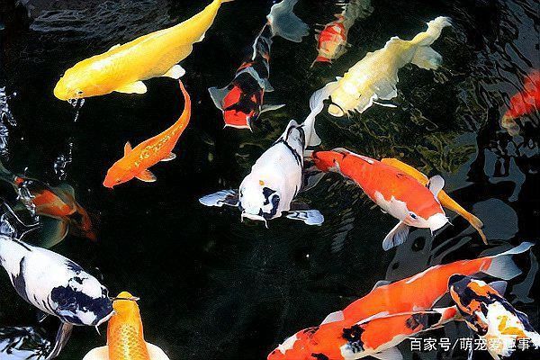 錦鯉魚哪種最好