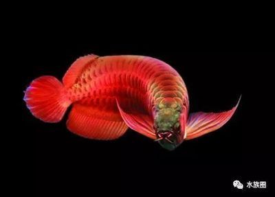龍魚三個月不吃東西是什么病癥：龍魚三個月不吃東西可能是由多種因素引起的，以下是根據搜索結果