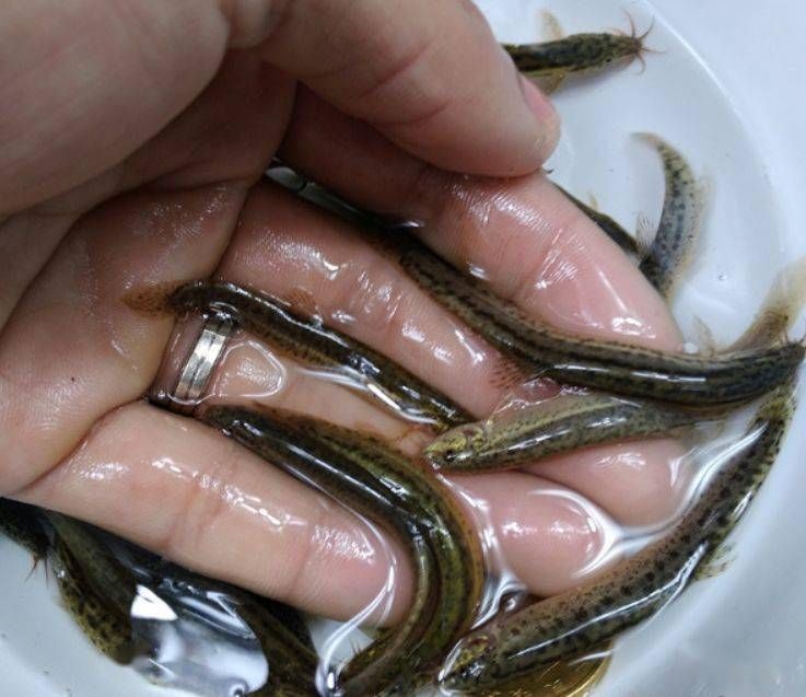 龍魚傾斜著游怎么辦：龍魚傾斜游動怎么辦