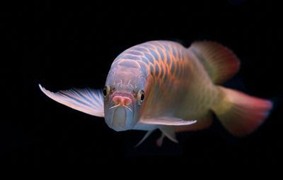 龍魚傾斜著游怎么辦：龍魚傾斜游動怎么辦