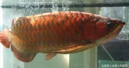 現在龍魚的價格掉了這么多怎么回事（龍魚價格下降的主要原因是什么？）