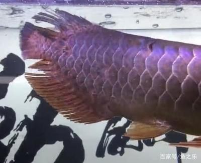 現在龍魚的價格掉了這么多怎么回事（龍魚價格下降的主要原因是什么？）