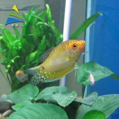 黃曼龍魚的生長(zhǎng)速度和體型大小受到飼養(yǎng)條件、水質(zhì)環(huán)境影響：黃曼龍魚的體型大小受到飼養(yǎng)條件、水質(zhì)環(huán)境和喂食情況的影響