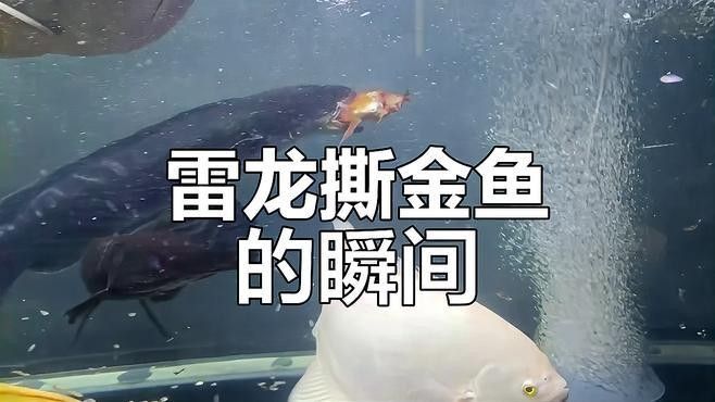 雷龍魚吃小金魚
