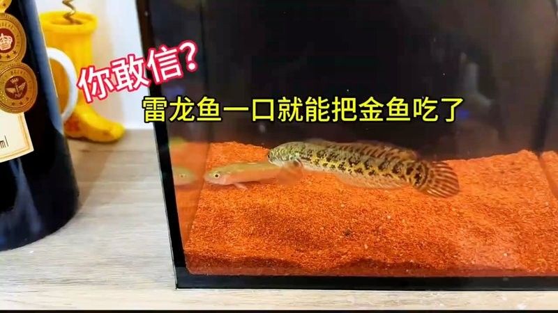 雷龍魚吃小金魚