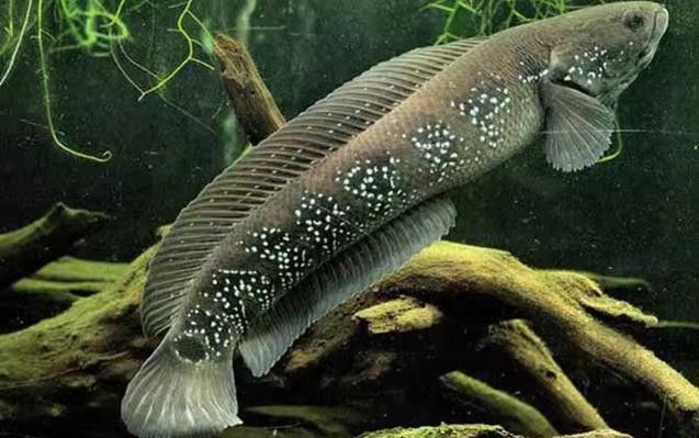 性價(jià)比高的雷龍魚推薦品種