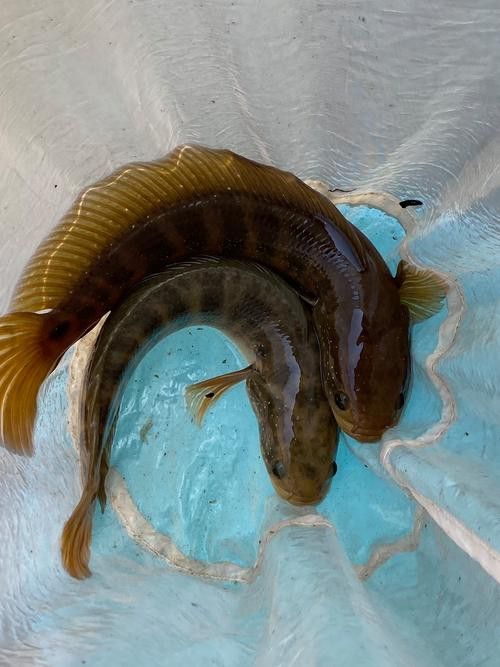 性價(jià)比高的雷龍魚推薦品種