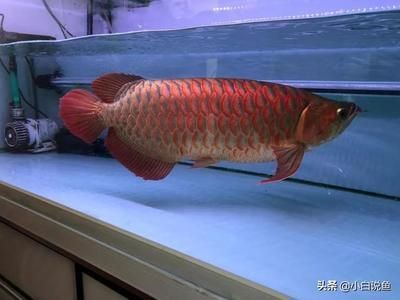 紅龍魚鑒賞（如何鑒賞紅龍魚）