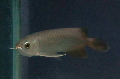 龍魚長得快嗎會死嗎：關于龍魚的成長速度及生存狀況的探討