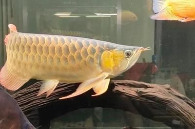 龍魚長得快嗎會死嗎：關于龍魚的成長速度及生存狀況的探討