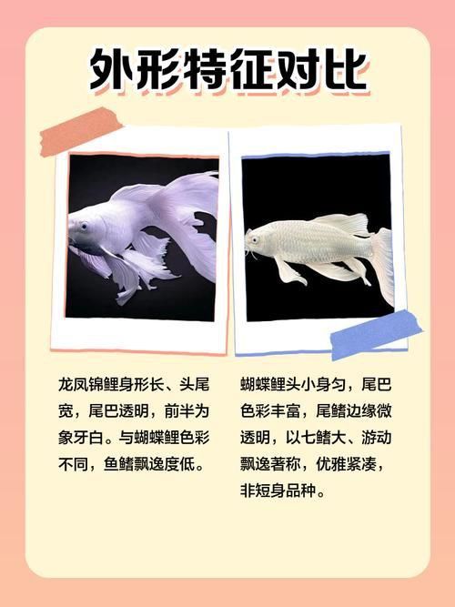 龍鳳鯉和蝴蝶鯉圖片對(duì)比