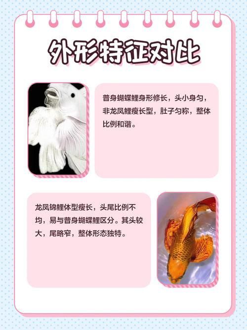 龍鳳鯉和蝴蝶鯉圖片對(duì)比