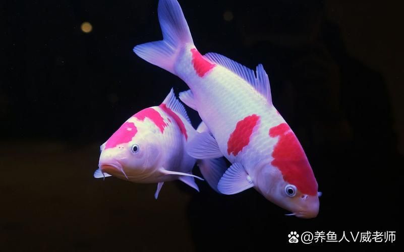 龍鳳鯉和蝴蝶鯉圖片對(duì)比