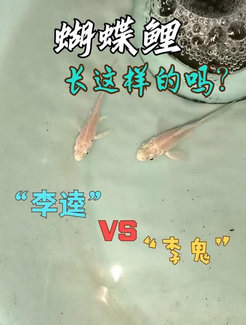 龍鳳鯉和蝴蝶鯉圖片對(duì)比