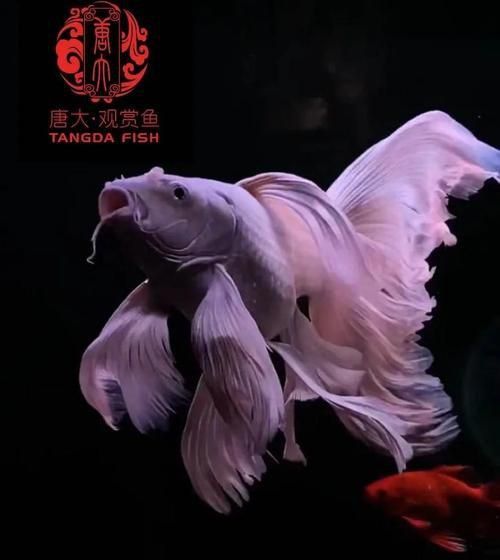 龍鳳鯉和蝴蝶鯉圖片對(duì)比